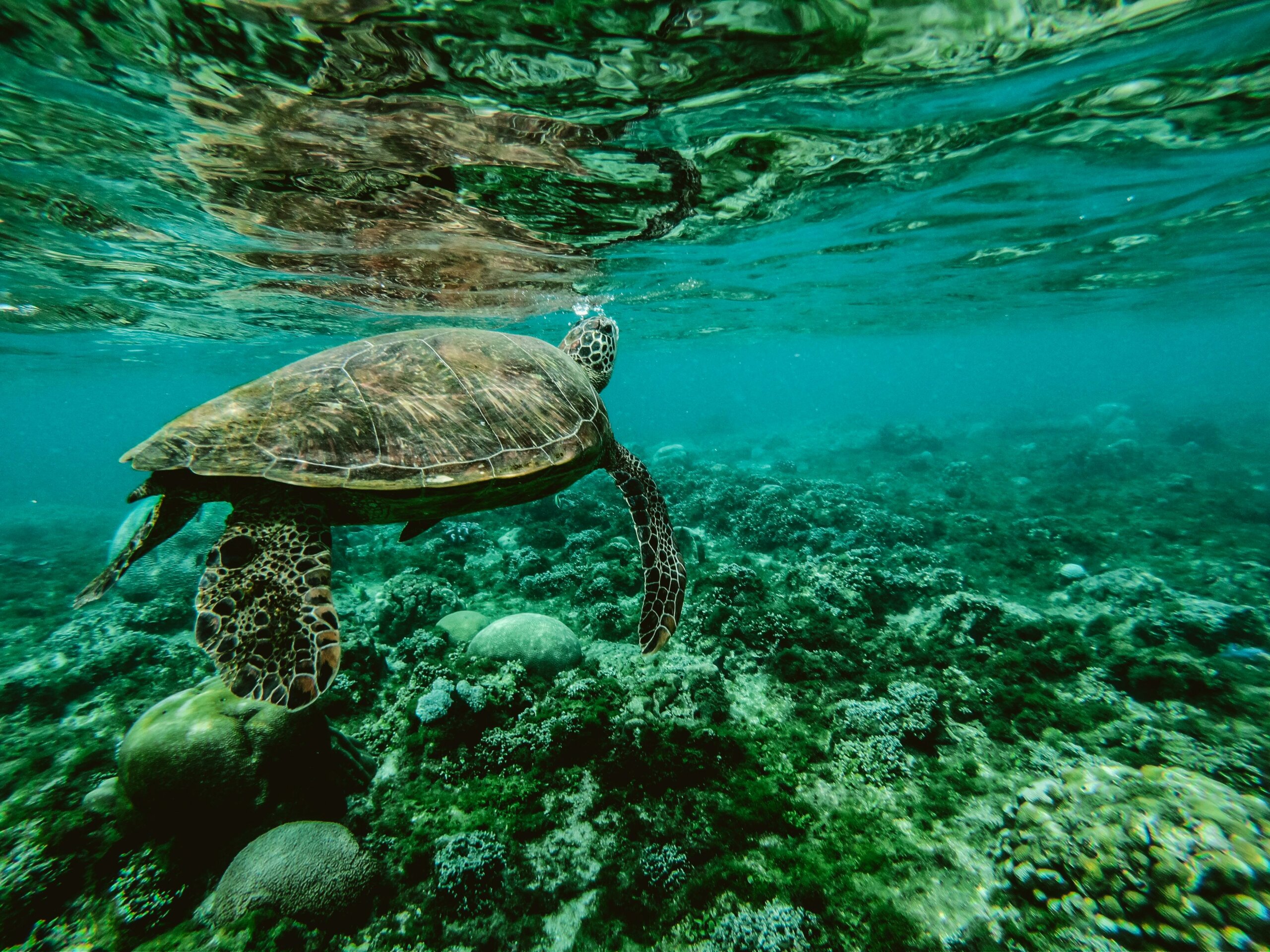 protection des océans